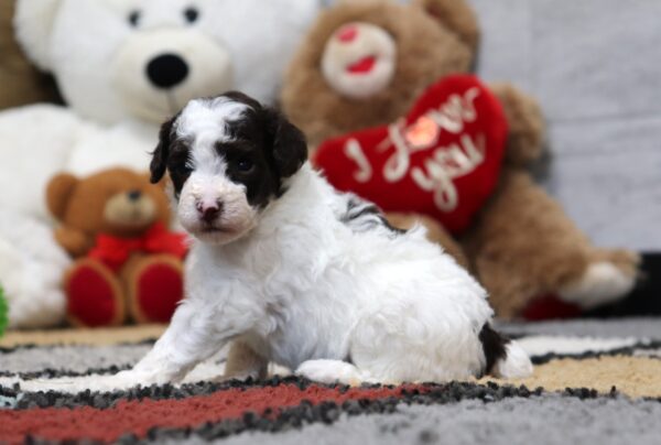 4899-Mini-Poodle-Puppy-The-Puppy-Lodge-2-scaled.jpg