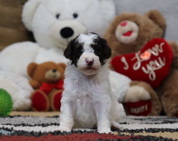 4899-Mini-Poodle-Puppy-The-Puppy-Lodge-3-scaled.jpg