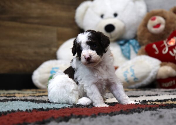 4899 Mini Poodle Puppy-The Puppy Lodge (4).JPG