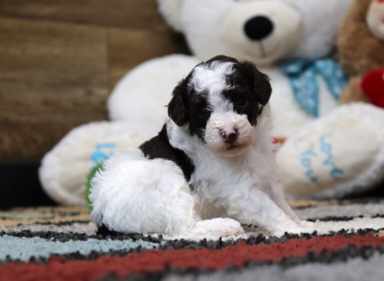 4899-Mini-Poodle-Puppy-The-Puppy-Lodge-scaled.jpg