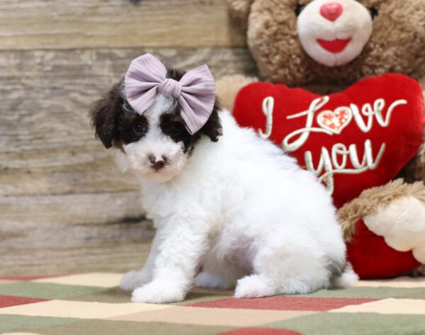 4899-b-Shyanne-Mini-Poodle-Puppy-The-Puppy-Lodge-scaled.jpg