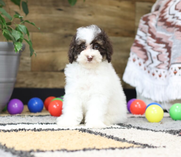 4899-ccc-Shyanne-Mini-Poodle-Puppy-The-Puppy-Lodge-scaled.jpg