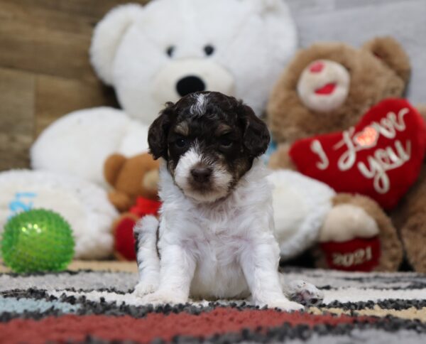 4901-Shelby-Mini-Poodle-Puppy-The-Puppy-Lodge-2-scaled.jpg