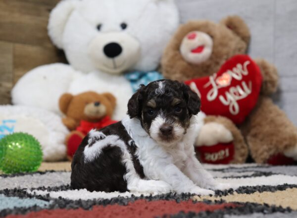 4901-Shelby-Mini-Poodle-Puppy-The-Puppy-Lodge-3-scaled.jpg