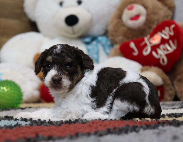 4901-Shelby-Mini-Poodle-Puppy-The-Puppy-Lodge-scaled.jpg