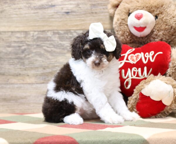 4901-b-Shelby-Mini-Poodle-Puppy-The-Puppy-Lodge-2-scaled.jpg