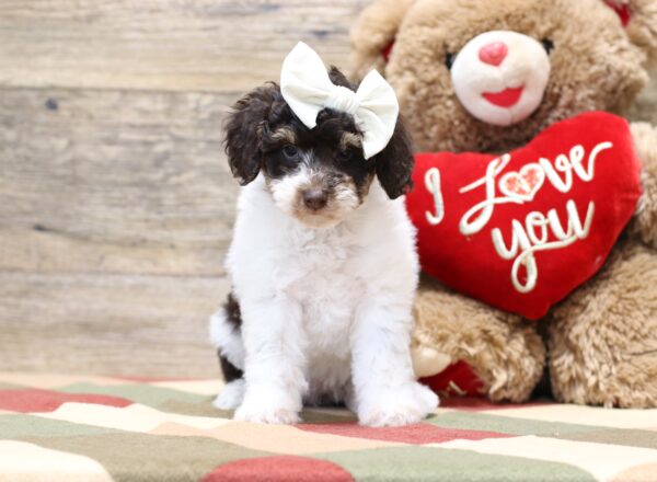 4901-b-Shelby-Mini-Poodle-Puppy-The-Puppy-Lodge-3-scaled.jpg