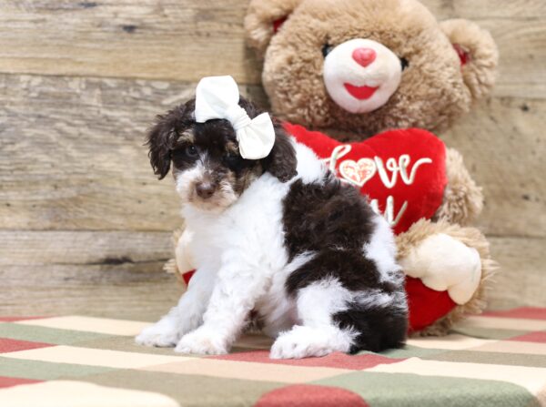 4901-b-Shelby-Mini-Poodle-Puppy-The-Puppy-Lodge-scaled.jpg