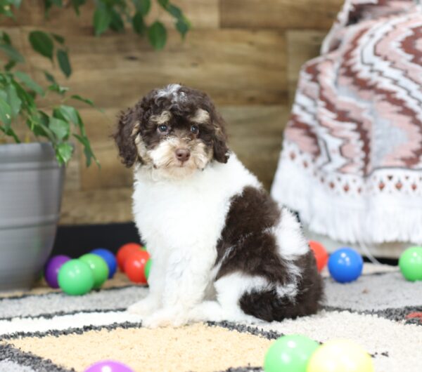 4901-cc-Shelby-Mini-Poodle-Puppy-The-Puppy-Lodge-scaled.jpg