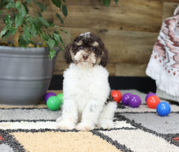 4901 ccc Shelby-Mini Poodle Puppy-The Puppy Lodge.JPG