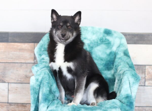 5824hhh Ryan-Pomsky Puppy-The Puppy Lodge.JPG