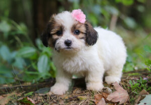 F4537-Jessica-Teddy-Bear-Puppy-The-Puppy-Lodge-3-scaled.jpg