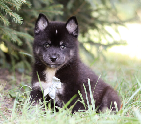 M5824-Ryan-Pomsky-Puppy-The-Puppy-Lodge-2.jpg