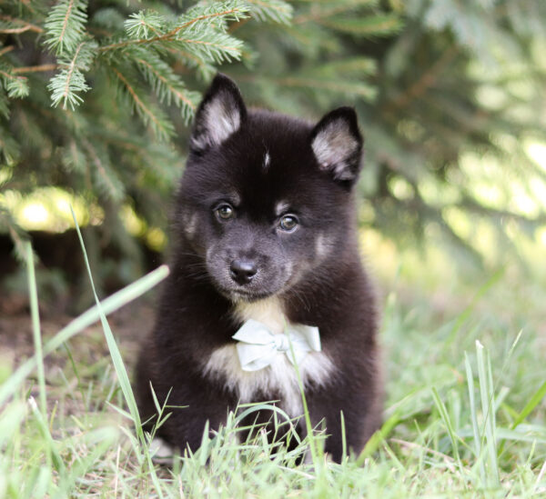 M5824-Ryan-Pomsky-Puppy-The-Puppy-Lodge.jpg