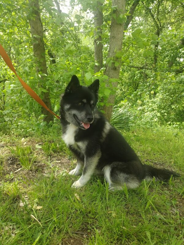 Ryan bbbb pomsky