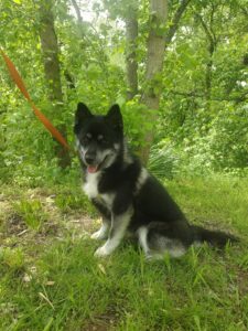 Ryan bbbbb pomsky
