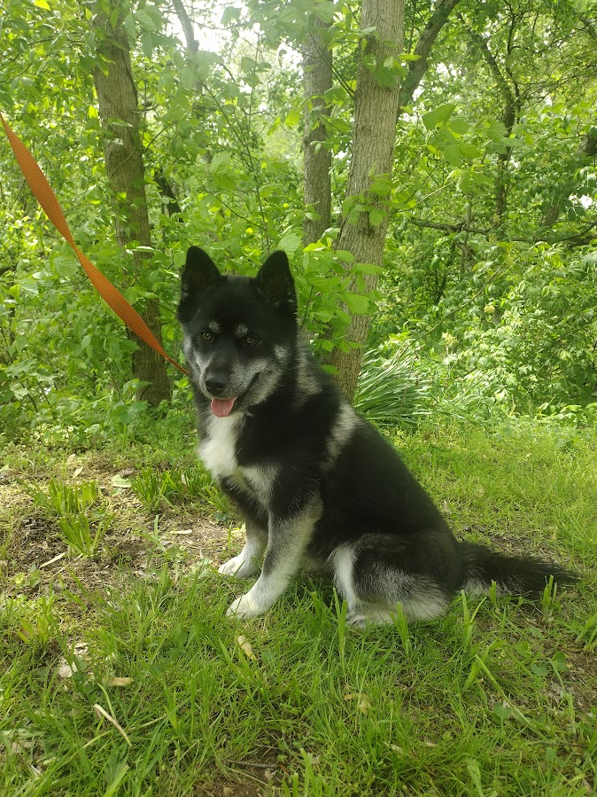 Ryan bbbbb pomsky