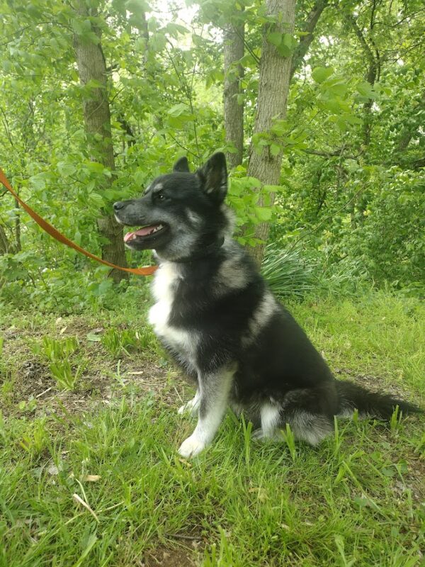 Ryan bbbbbbb pomsky