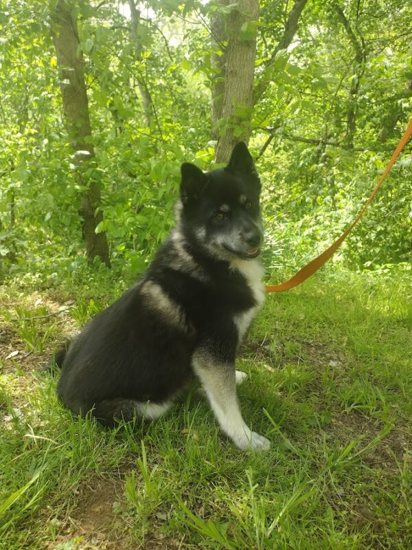 Ryan bbbbbbbbb pomsky