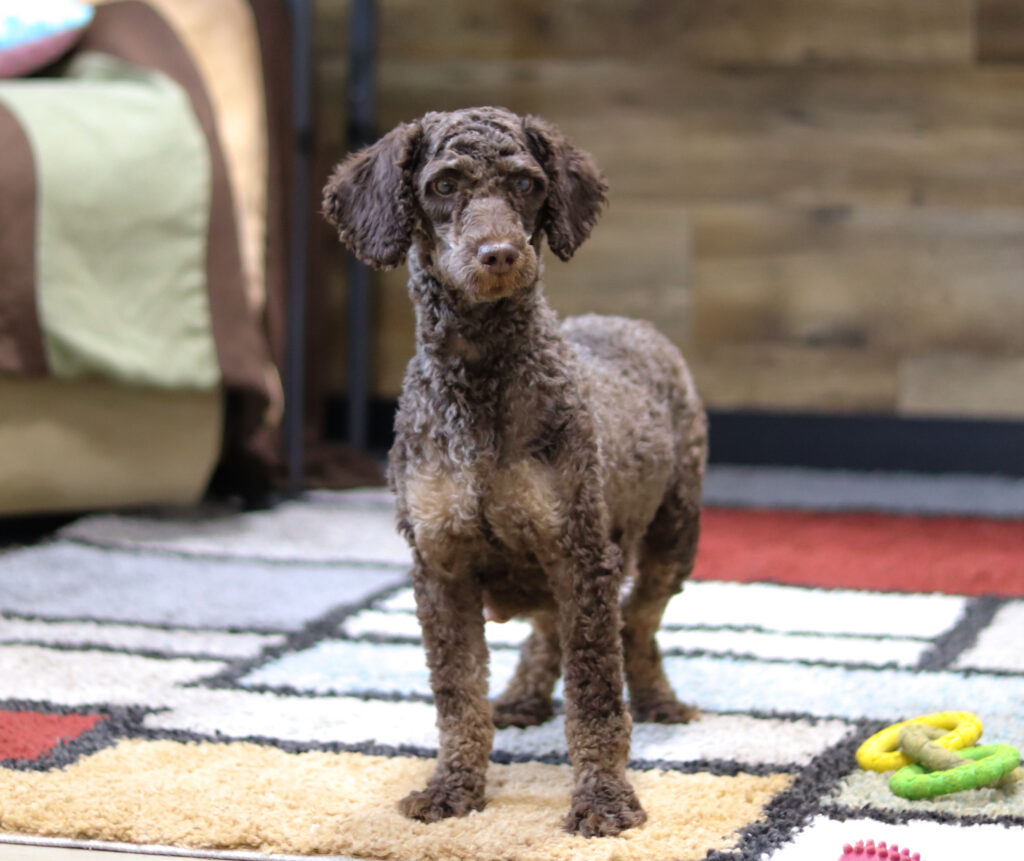 Sadie-Mini Poodle female