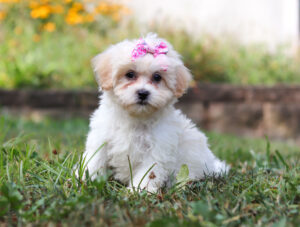 f3471-Mabel-Teddy-Bear-Puppy-The-Puppy-Lodge-scaled.jpg