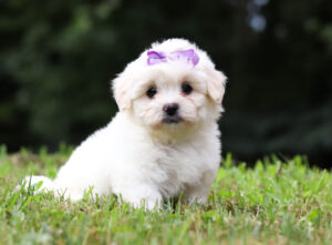 f3472-Mallery-Teddy-Bear-Puppy-The-Puppy-Lodge-scaled.jpg