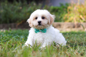 m3119-Milo-Teddy-Bear-Puppy-The-Puppy-Lodge-2-1-scaled.jpg