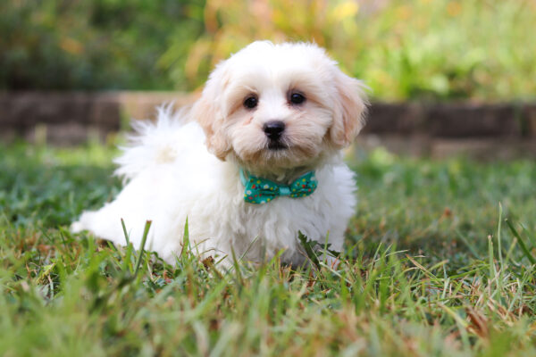 m3119-Milo-Teddy-Bear-Puppy-The-Puppy-Lodge-3-1-scaled.jpg