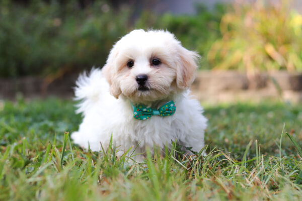 m3119-Milo-Teddy-Bear-Puppy-The-Puppy-Lodge-4-1-scaled.jpg