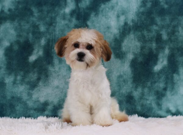 3111ii-Nick-Teddy-Bear-Puppy-The-Puppy-Lodge-scaled.jpg