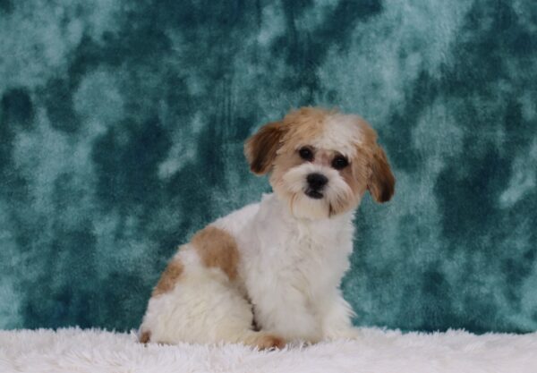 3111iii Nick-Teddy Bear Puppy-The Puppy Lodge.JPG