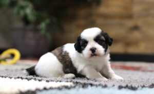 4367M-Max-Teddy-Bear-Puppy-The-Puppy-Lodge-scaled.jpg