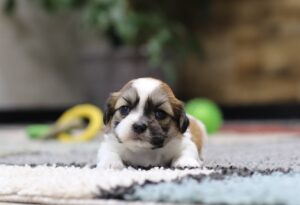 4369F-Misty-Teddy-Bear-Puppy-The-Puppy-Lodge-2-scaled.jpg