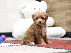 4370b-Luke-Mini-Poodle-Puppy-The-Puppy-Lodge-2-scaled.jpg