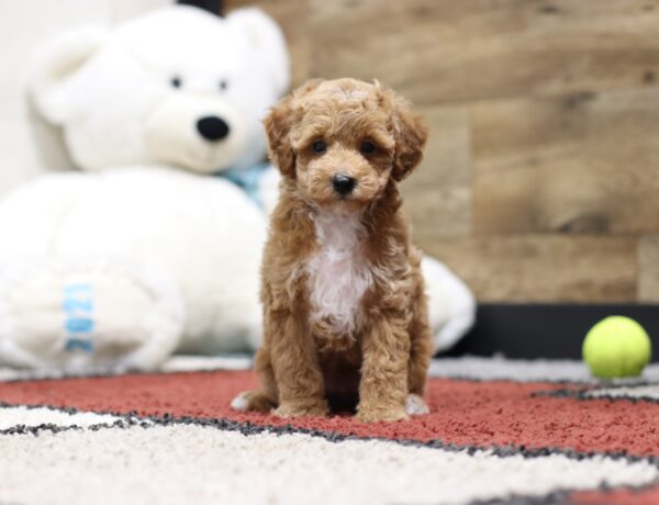 4370b-Luke-Mini-Poodle-Puppy-The-Puppy-Lodge-3-scaled.jpg