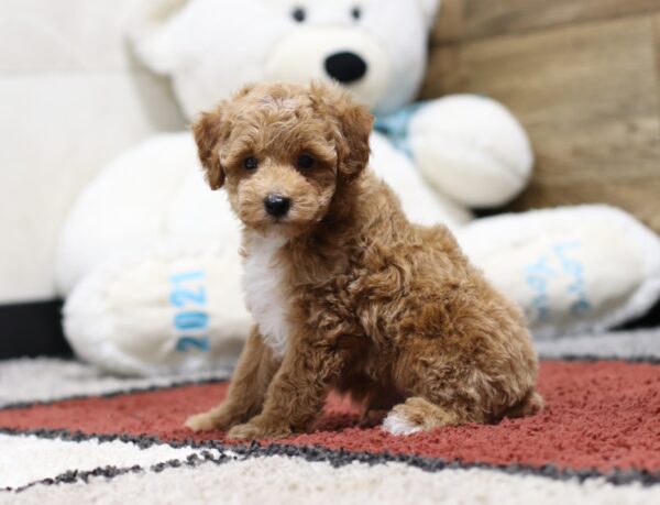 4370b Luke-Mini Poodle Puppy -The Puppy Lodge.JPG