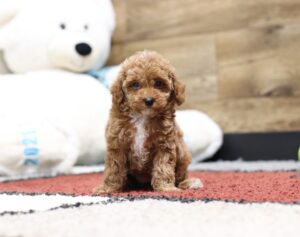 4376b-Laina-Mini-Poodle-Puppy-The-Puppy-Lodge-2-scaled.jpg