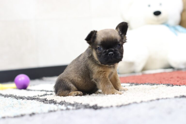 4378b-Melody-Fluffy-Frenchie-puppy-The-Puppy-Lodge-2-scaled.jpg