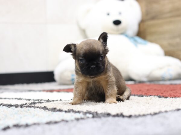 4378b Melody-Fluffy Frenchie puppy-The Puppy Lodge (3).JPG