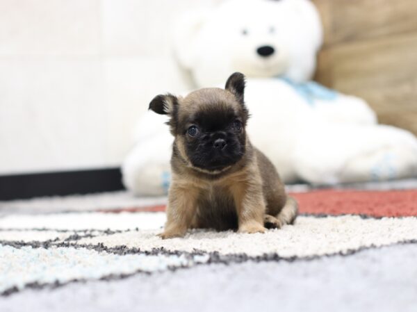 4378b-Melody-Fluffy-Frenchie-puppy-The-Puppy-Lodge-scaled.jpg