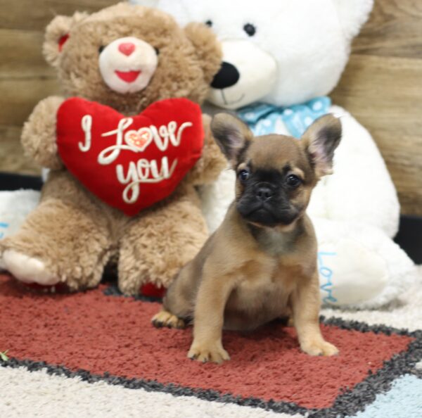 4378d-Melody-Fluffy-Frenchie-puppy-The-Puppy-Lodge-2-scaled.jpg