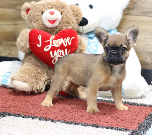 4378dd-Melody-Fluffy-Frenchie-puppy-The-Puppy-Lodge-2-scaled.jpg