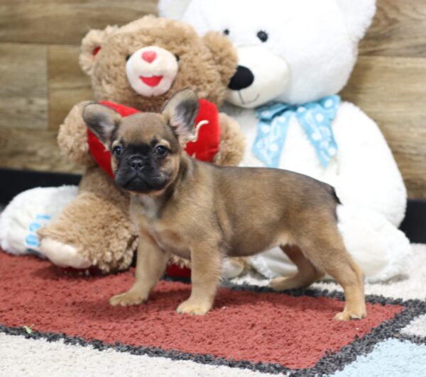 4378ddd-Melody-Fluffy-Frenchie-puppy-The-Puppy-Lodge-2-scaled.jpg