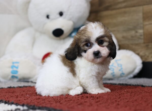 4485b Jamin-Teddy Bear Puppy-The puppy Lodge (2)