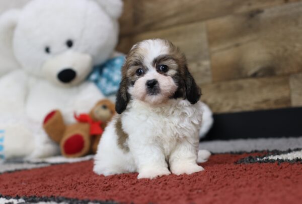 4485b Jamin-Teddy Bear Puppy-The puppy Lodge (1)