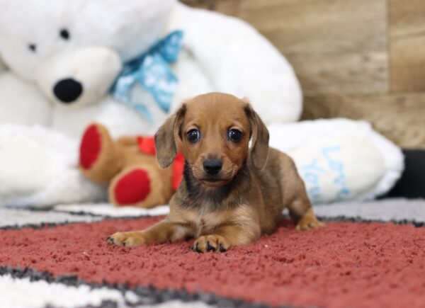 4751-b-Crystal-Dachshund-puppy-The-Puppy-Lodge-2-scaled.jpg