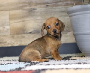 4751-b-Crystal-Dachshund-puppy-The-Puppy-Lodge-3-scaled.jpg