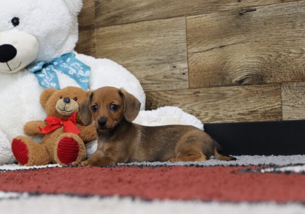 4751-b-Crystal-Dachshund-puppy-The-Puppy-Lodge-scaled.jpg