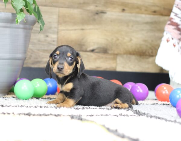 4752-a-Pepper-Dachshund-Puppy-The-Puppy-Lodge-2-scaled.jpg