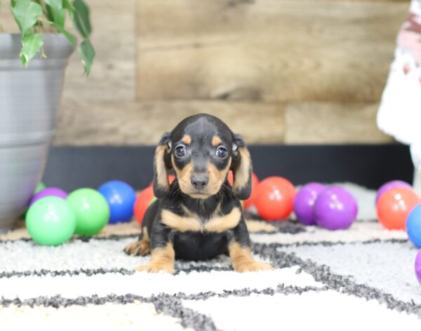 4752-a-Pepper-Dachshund-Puppy-The-Puppy-Lodge-3-scaled.jpg